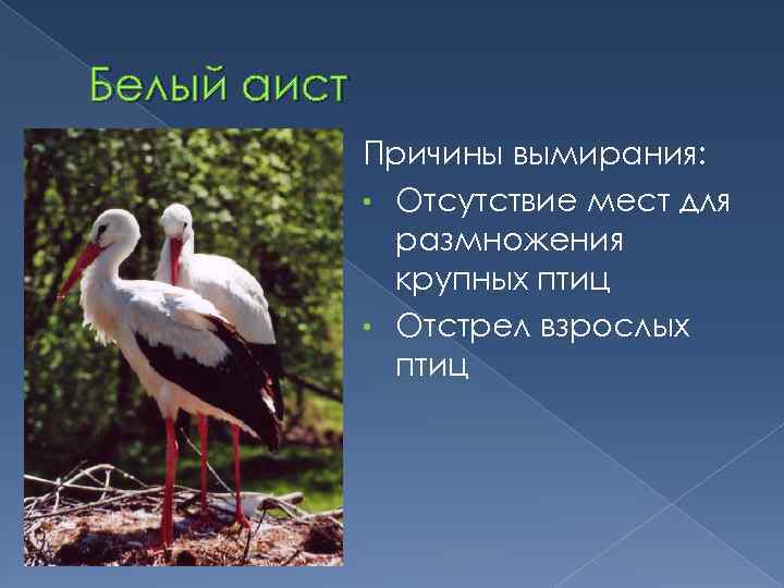 Белый аист Причины вымирания: • Отсутствие мест для размножения крупных птиц • Отстрел взрослых