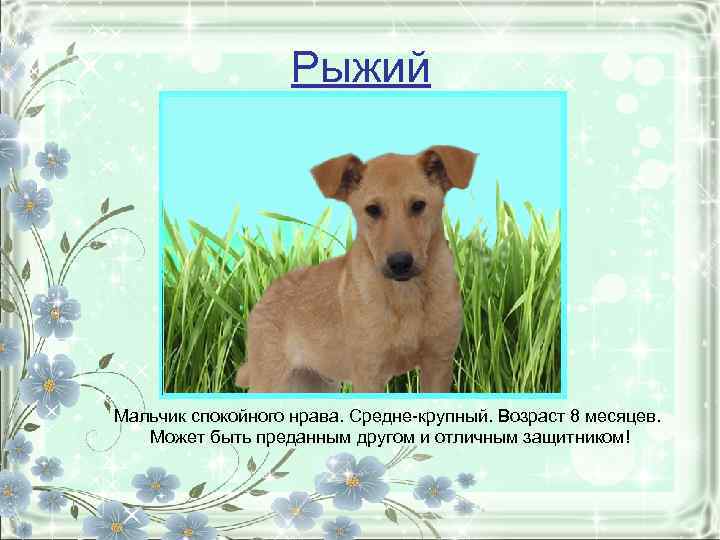 Рыжий Мальчик спокойного нрава. Средне-крупный. Возраст 8 месяцев. Может быть преданным другом и отличным