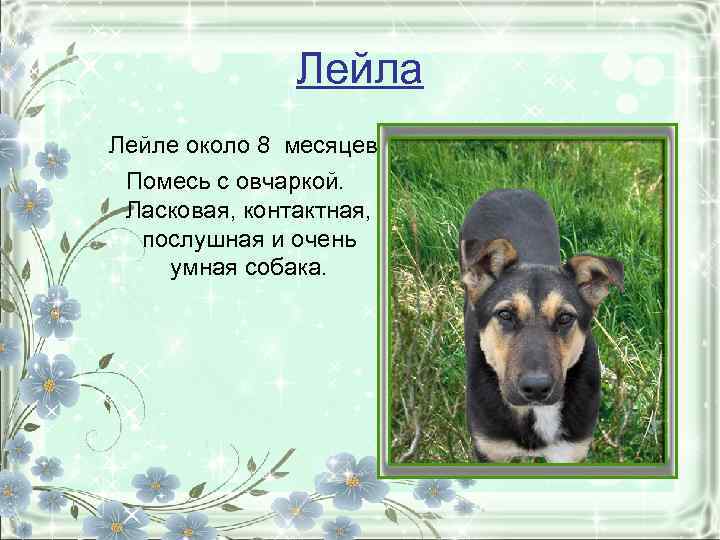 Лейла Лейле около 8 месяцев. Помесь с овчаркой. Ласковая, контактная, послушная и очень умная