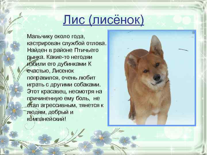 Лис (лисёнок) Мальчику около года, кастрирован службой отлова. Найден в районе Птичьего рынка. Какие-то