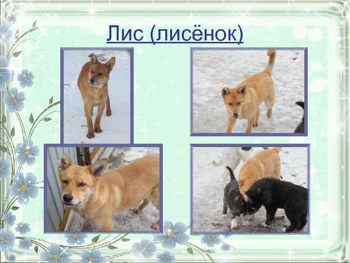 Лис (лисёнок) 