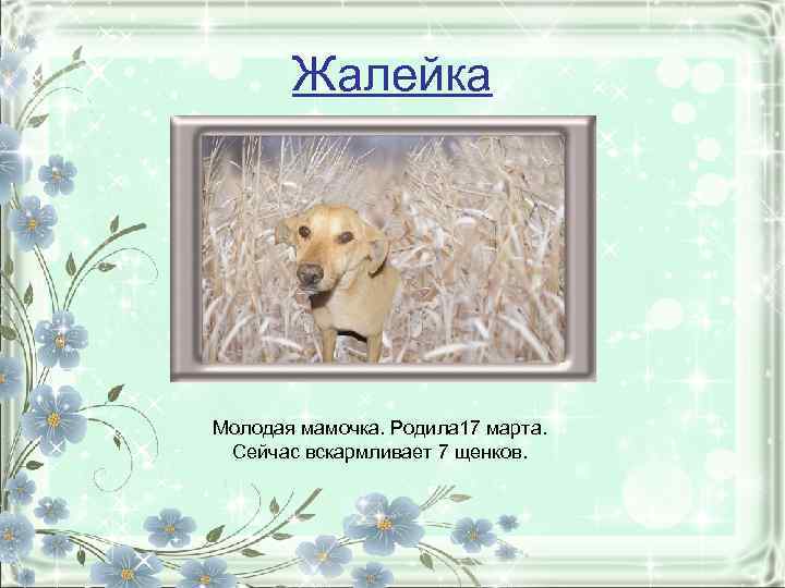 Жалейка Молодая мамочка. Родила 17 марта. Сейчас вскармливает 7 щенков. 