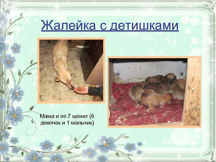 Жалейка с детишками Мама и ее 7 щенят (6 девочек и 1 мальчик) 