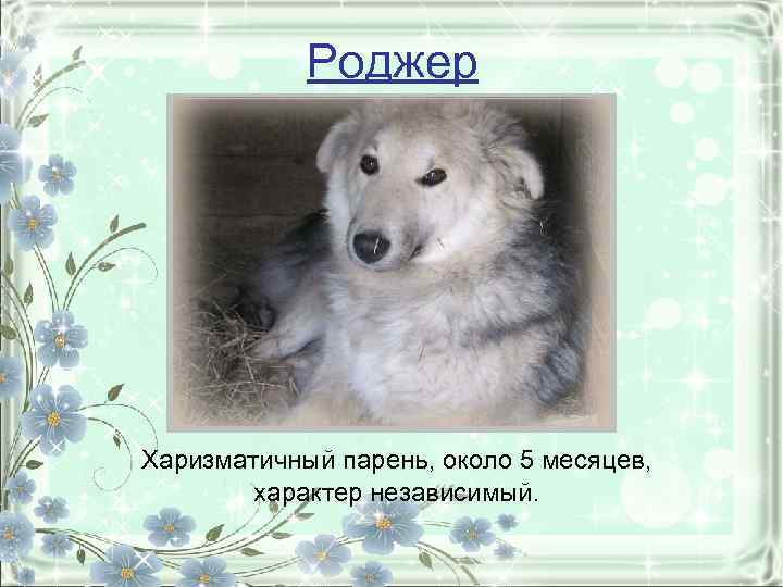 Роджер Харизматичный парень, около 5 месяцев, характер независимый. 