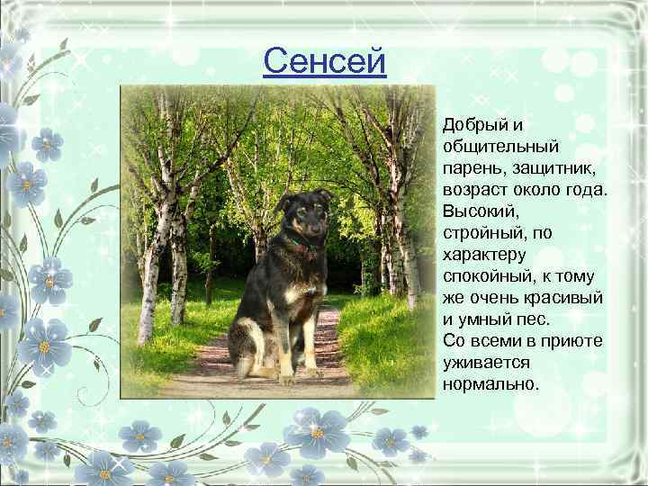 Сенсей. Добрый и общительный парень, защитник, возраст около года. Высокий, стройный, по характеру спокойный,