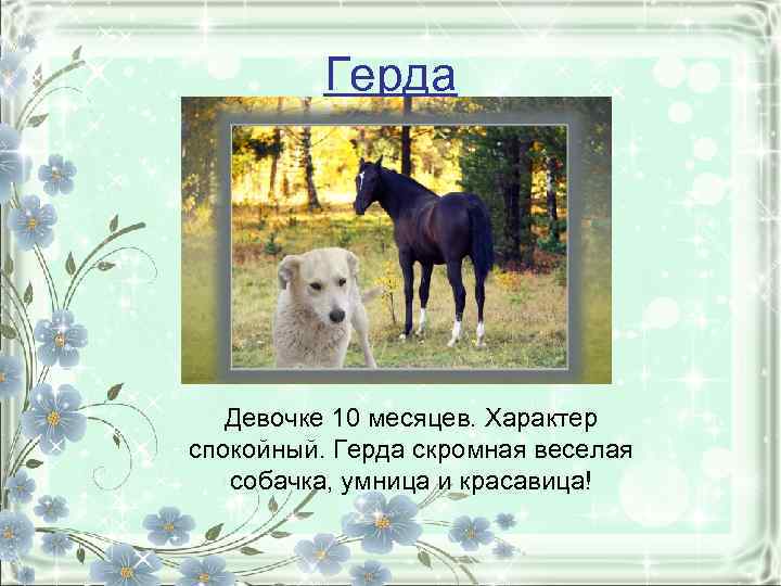 Герда Девочке 10 месяцев. Характер спокойный. Герда скромная веселая собачка, умница и красавица! 