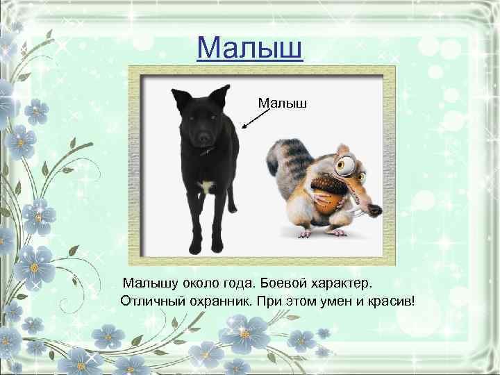 Малыш Малышу около года. Боевой характер. Отличный охранник. При этом умен и красив! 