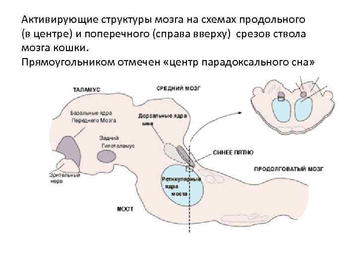 Активирующие структуры мозга на схемах продольного (в центре) и поперечного (справа вверху) срезов ствола