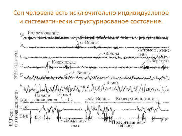 Сон человека есть исключительно индивидуальное и систематически структурированое состояние. 