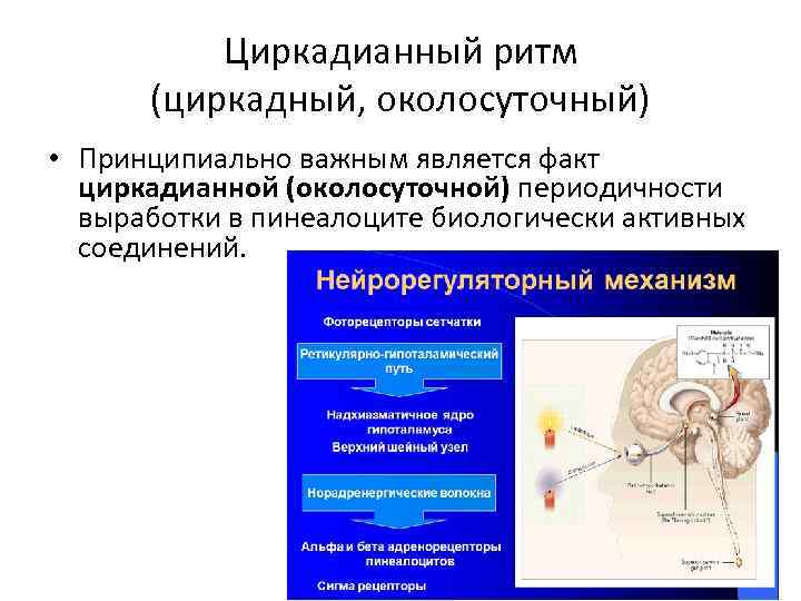 Циркадианный ритм (циркадный, околосуточный) • Принципиально важным является факт циркадианной (околосуточной) периодичности выработки в