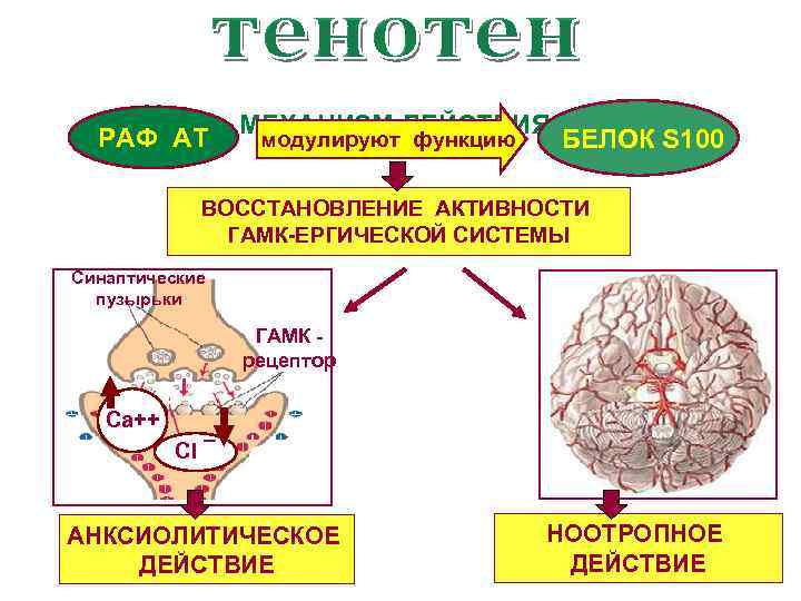 РАФ АТ МЕХАНИЗМ ДЕЙСТВИЯ модулируют функцию БЕЛОК S 100 ВОССТАНОВЛЕНИЕ АКТИВНОСТИ ГАМК-ЕРГИЧЕСКОЙ СИСТЕМЫ Синаптические