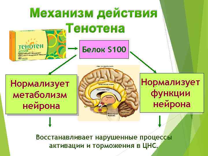 Механизм действия Тенотена Белок S 100 Нормализует метаболизм нейрона Нормализует функции нейрона Восстанавливает нарушенные