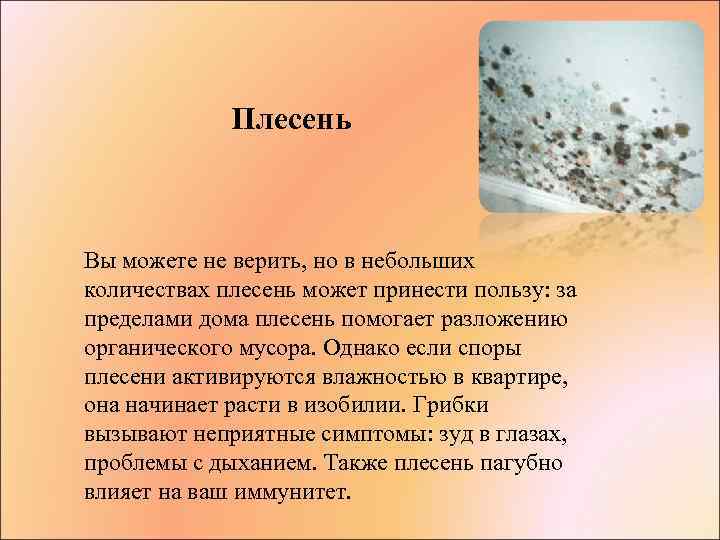 Плесень Вы можете не верить, но в небольших количествах плесень может принести пользу: за