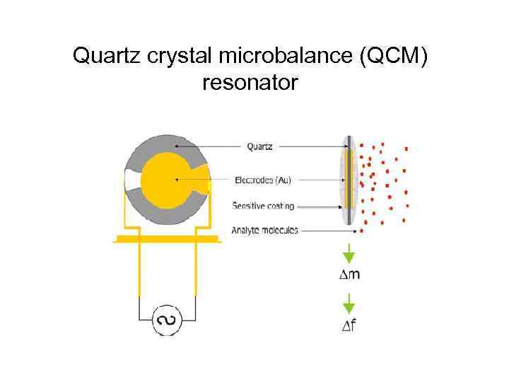 Quartz crystal microbalance (QCM) resonator 