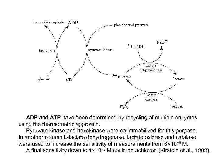 ADP and ATP have been determined by recycling of multiple enzymes using thermometric approach.