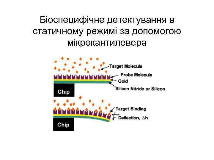 Біоспецифічне детектування в статичному режимі за допомогою мікрокантилевера 