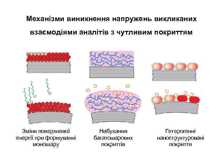 Механізми виникнення напружень викликаних взаємодіями аналітів з чутливим покриттям Зміни поверхневої енергії при формуванні