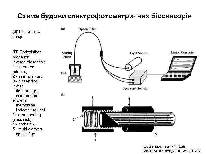 Схема будови спектрофотометричних біосенсорів (a) Instrumental setup. (b) Optical fiber probe for layered biosensor: