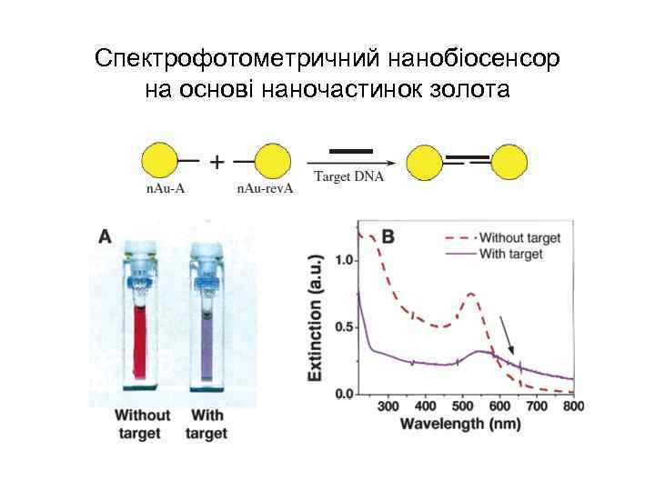 Спектрофотометричний нанобіосенсор на основі наночастинок золота 