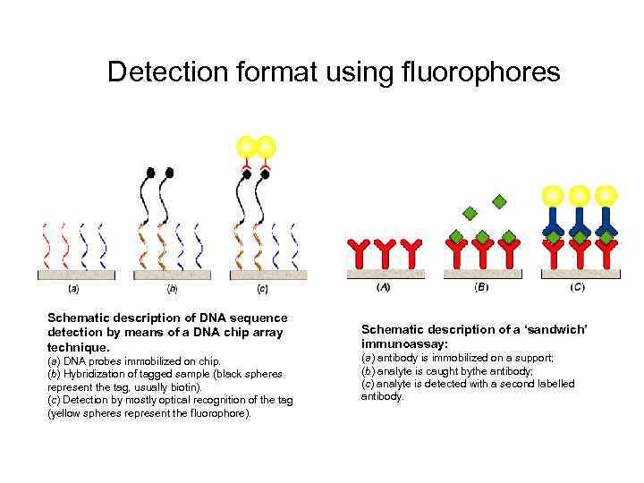 Detection format using fluorophores Schematic description of DNA sequence detection by means of a