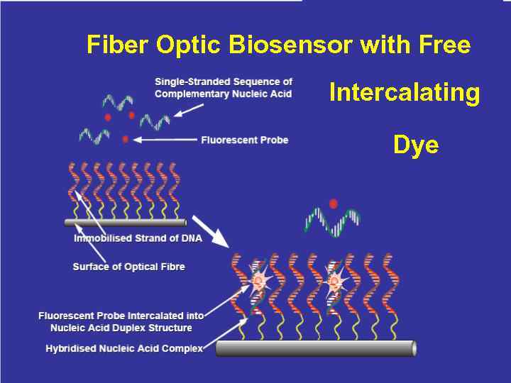 Fiber Optic Biosensor with Free Intercalating Dye 