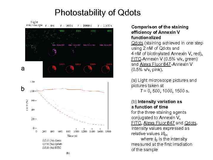 Photostability of Qdots a Comparison of the staining efficiency of Annexin V functionalized Qdots