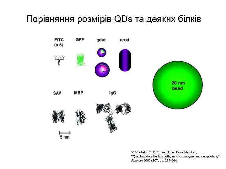 Порівняння розмірів QDs та деяких білків X. Michalet, F. F. Pinaud, L. A. Bentolila