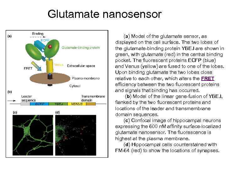 Glutamate nanosensor (a) Model of the glutamate sensor, as displayed on the cell surface.