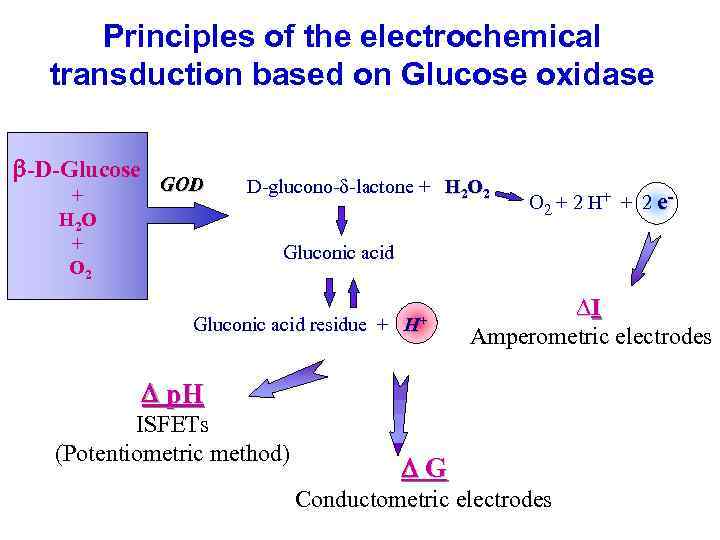 Principles of the electrochemical transduction based on Glucose oxidase -D-Glucose + H 2 O