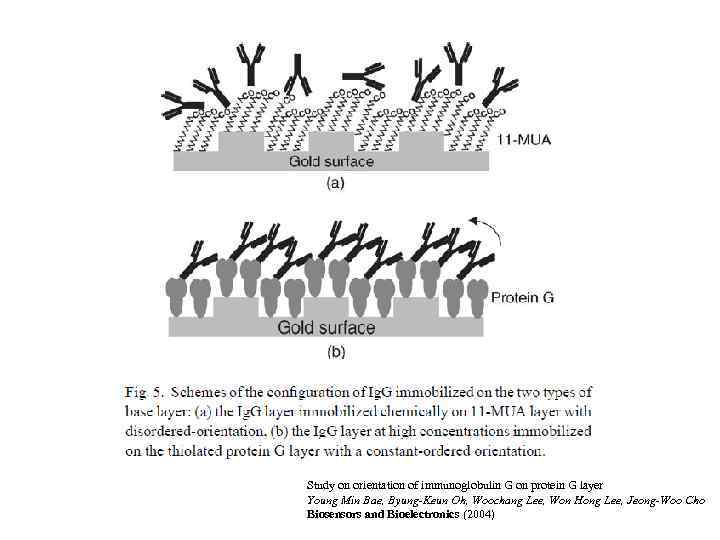 Study on orientation of immunoglobulin G on protein G layer Young Min Bae, Byung-Keun