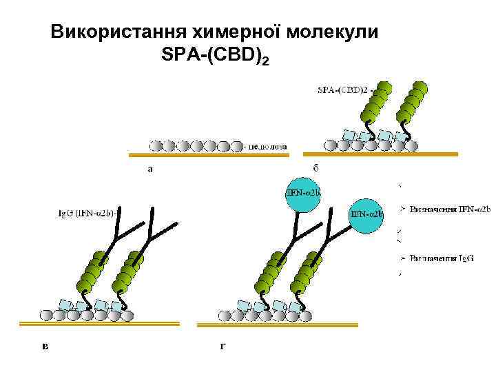 Використання химерної молекули SPA-(CBD)2 в г 