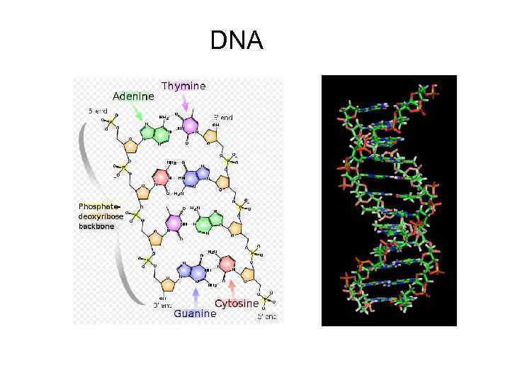 DNA 