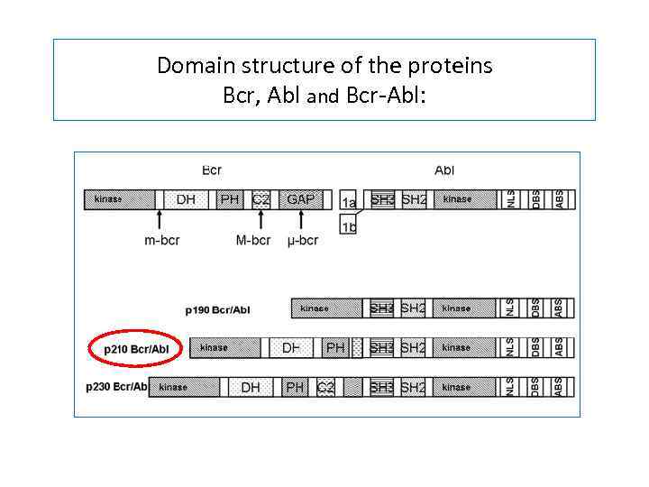 Domain structure of the proteins Bcr, Abl and Bcr-Abl: 