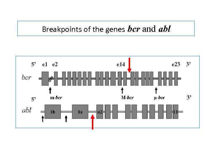 Breakpoints of the genes bcr and abl 5’ 5’ e 1 e 2 e