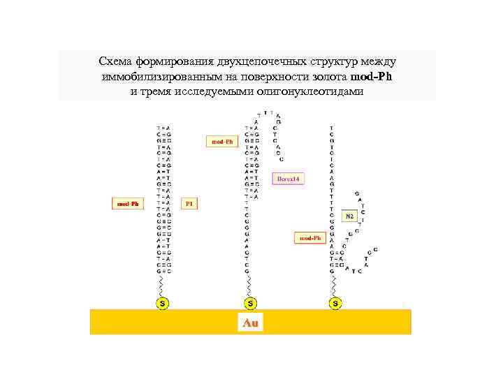 Схема формирования двухцепочечных структур между иммобилизированным на поверхности золота mod-Ph и тремя исследуемыми олигонуклеотидами