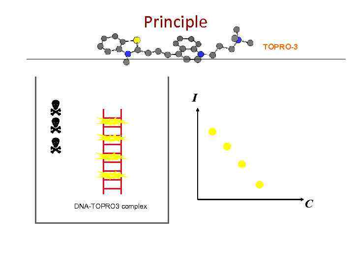 Principle TOPRO-3 I DNA-TOPRO 3 complex C 