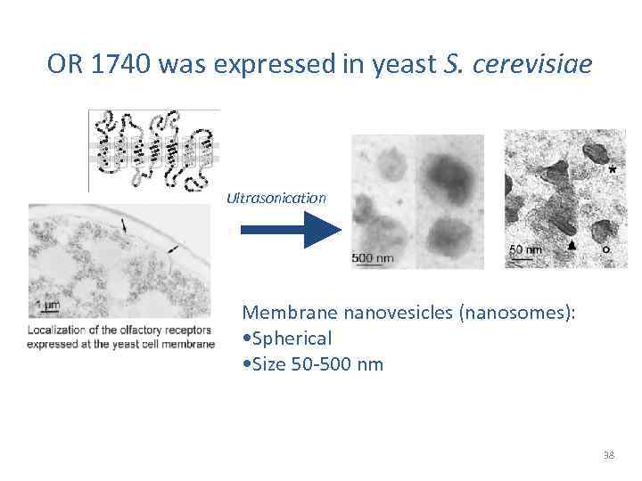 OR 1740 was expressed in yeast S. cerevisiae Ultrasonication + Membrane nanovesicles (nanosomes): •