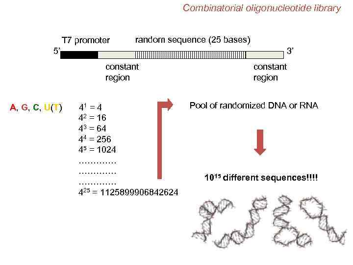Combinatorial oligonucleotide library T 7 promoter random sequence (25 bases) 5’ 3’ constant region