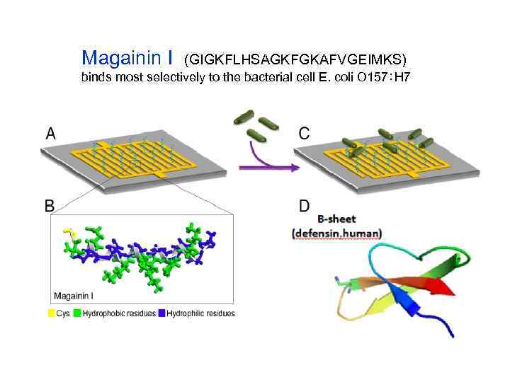 Magainin I (GIGKFLHSAGKFGKAFVGEIMKS) binds most selectively to the bacterial cell E. coli O 157∶H