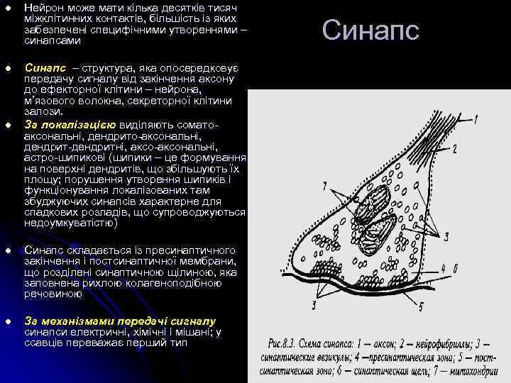 l l l Нейрон може мати кілька десятків тисяч міжклітинних контактів, більшість із яких