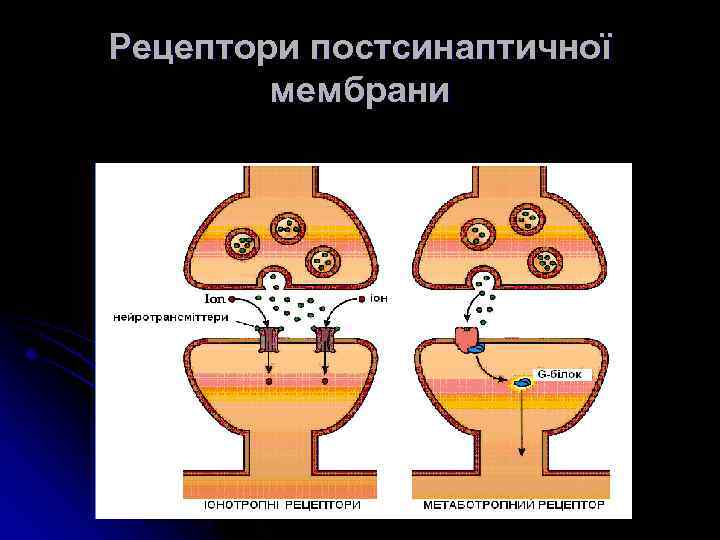 Рецептори постсинаптичної мембрани 