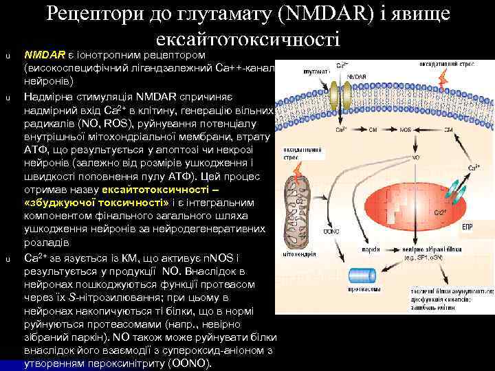 u u u Рецептори до глутамату (NMDAR) і явище ексайтотоксичності NMDAR є іонотропним рецептором
