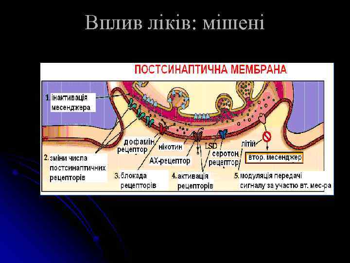 Вплив ліків: мішені 