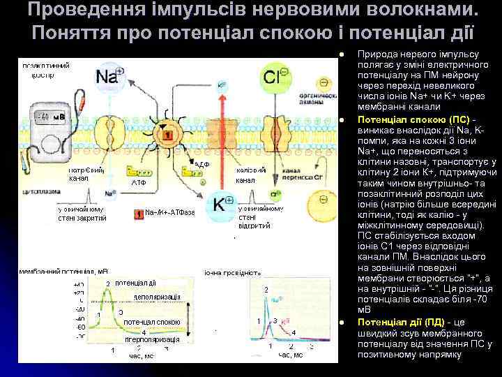 Проведення імпульсів нервовими волокнами. Поняття про потенціал спокою і потенціал дії l l l