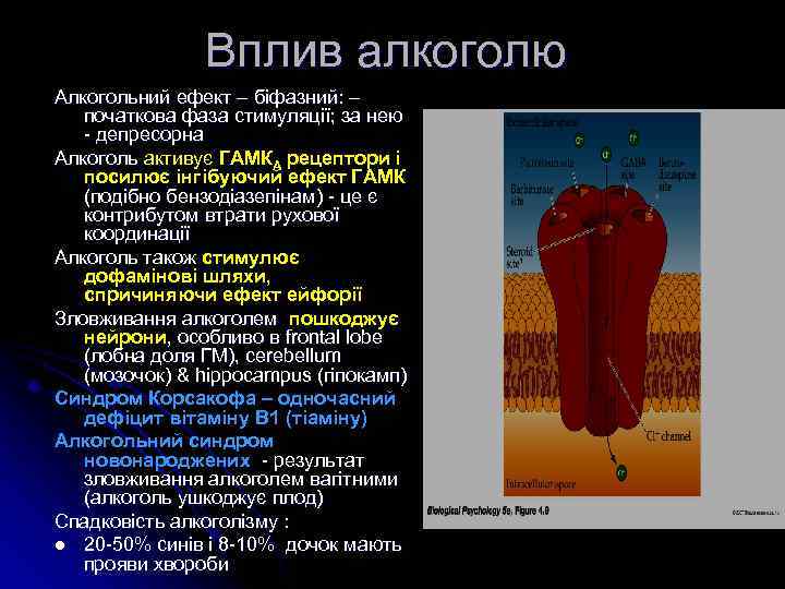 Вплив алкоголю Алкогольний ефект – біфазний: – початкова фаза стимуляції; за нею - депресорна