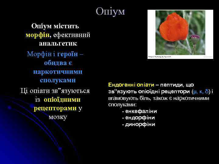 Опіум містить морфін, ефективний анальгетик Морфін і героїн – обидва є наркотичними сполуками Ці