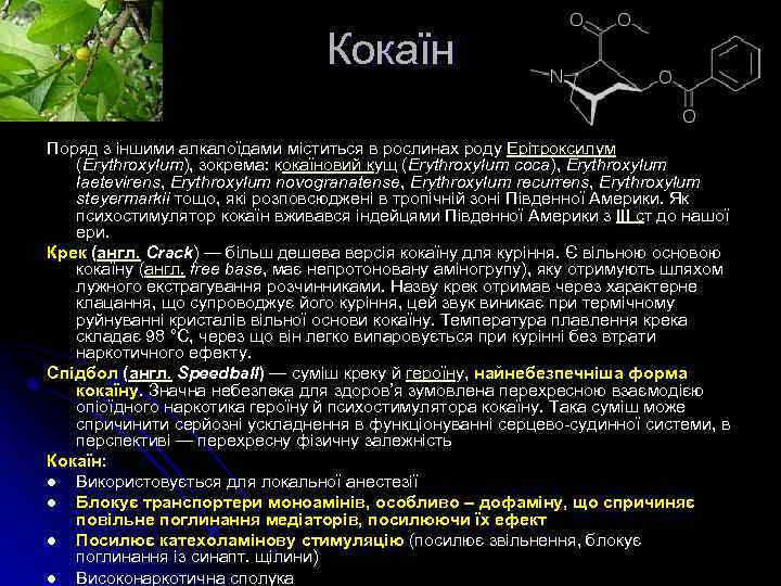 Кокаїн Поряд з іншими алкалоїдами міститься в рослинах роду Ерітроксилум (Erythroxylum), зокрема: кокаїновий кущ