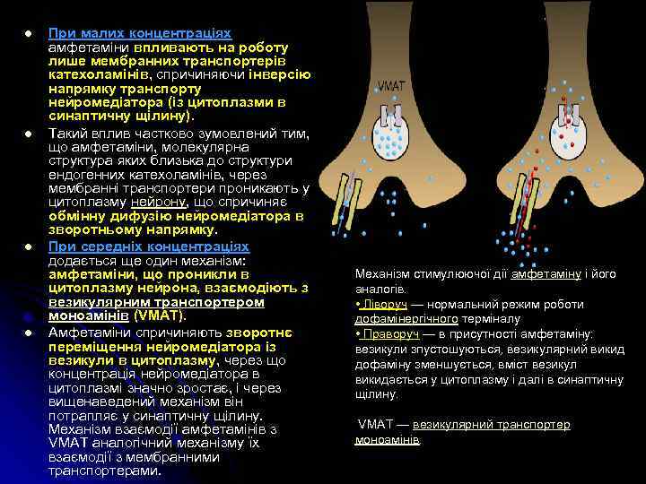 l l При малих концентраціях амфетаміни впливають на роботу лише мембранних транспортерів катехоламінів, спричиняючи