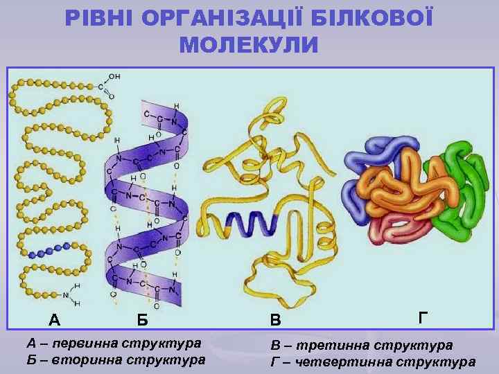 РІВНІ ОРГАНІЗАЦІЇ БІЛКОВОЇ МОЛЕКУЛИ А Б А – первинна структура Б – вторинна структура