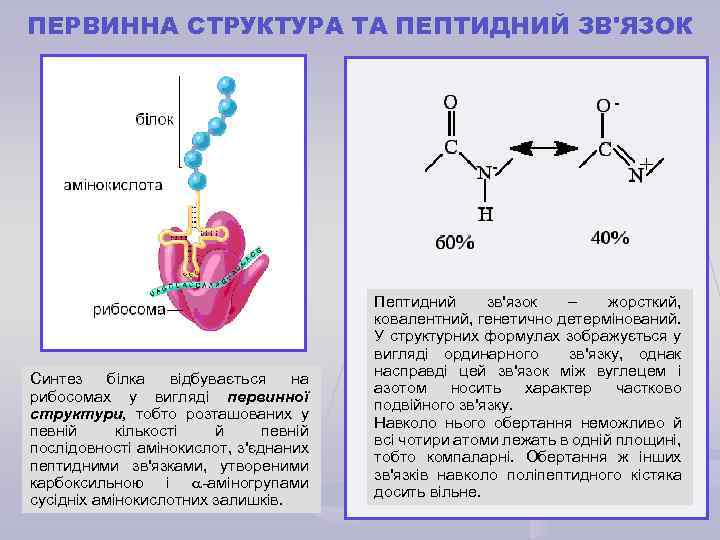 ПЕРВИННА СТРУКТУРА ТА ПЕПТИДНИЙ ЗВ'ЯЗОК Синтез білка відбувається на рибосомах у вигляді первинної структури,